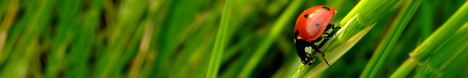 Green or Greenwashing?